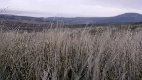 Meadow moving by wind. Stock Footage 142274337