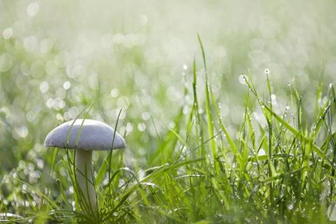 Meadow mushroom Stock Photos