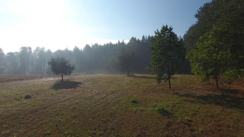 Meadow near a forest Stock Footage 77430361