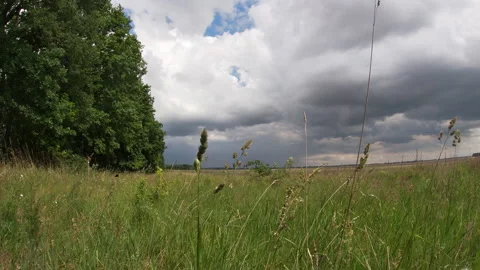 Meadow, oak trees, approaching storm cloud, summer, Ukrainian nature. Stock Footage 336458636