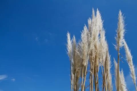 Meadow oat Stock Photos