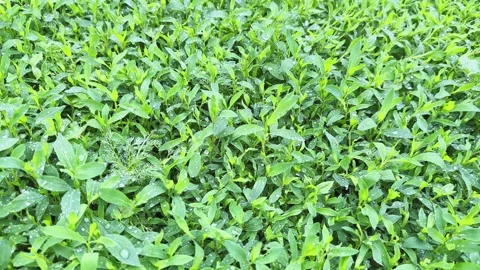 Meadow overgrown with knotgrass covered with water drops close-up Stock Footage 337656455