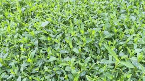 Meadow overgrown with knotgrass covered with water drops close-up Stock Footage 337656480