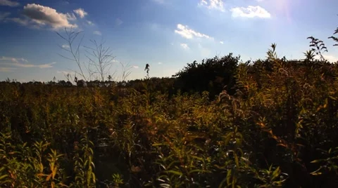Meadow pan in autumn Stock-Footage 45223540