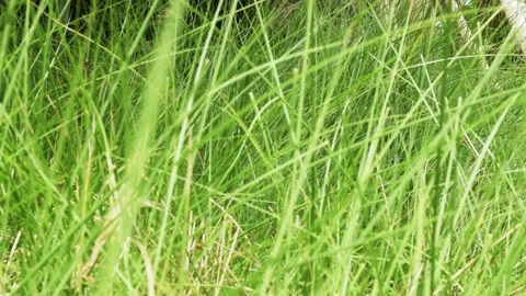 Meadow panning shoot Stock Footage 149856335