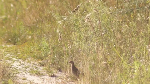 Meadow,  partridge Stock-Footage 53838857