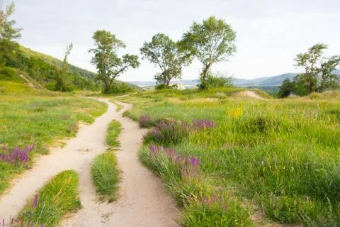 Meadow path with flowers Stock Photos