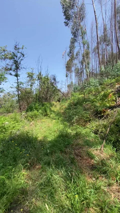 Meadow path leading into forest under blue sky 🌾🌳 動画素材 310912733