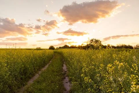 A meadow path through a blooming rapeseed field in spring with a beautiful sky Foto stock