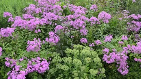 Meadow phlox (Phlox maculata 'Alpha') Stock Footage 14920304