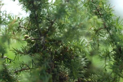 Meadow Stock Photos