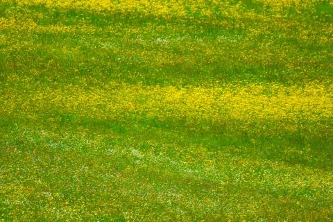 Meadow Stock Photos