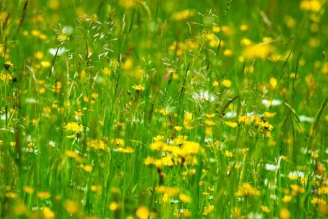 Meadow Stock Photos
