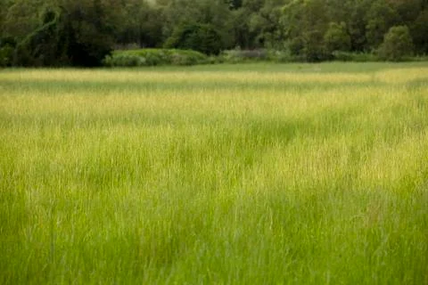 Meadow Stock Photos