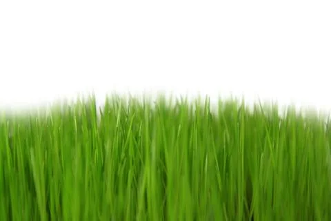 Meadow Stock Photos