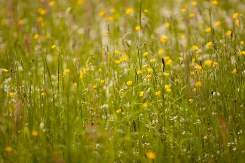 Meadow Stock Photos