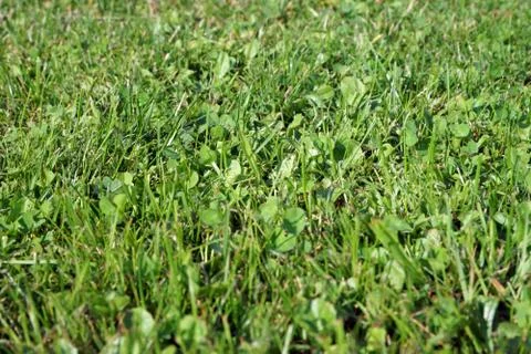 Meadow Stock-Fotos