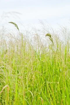 Meadow Stock Photos