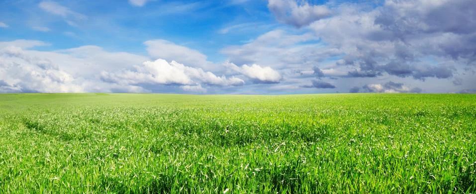Meadow Stock Photos