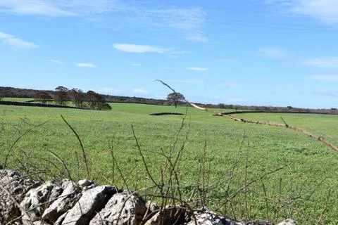 Meadow Photos