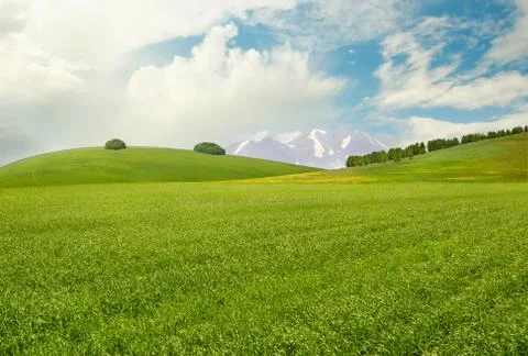 Meadow Stock Photos