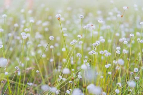 Meadow Stock Photos