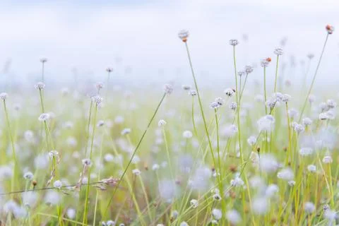 Meadow Stock Photos