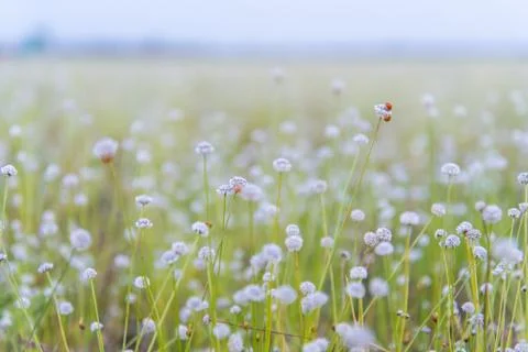 Meadow Stock Photos