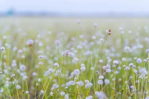 Meadow Stock Photos