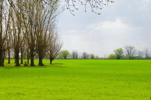 The meadow Stock Photos