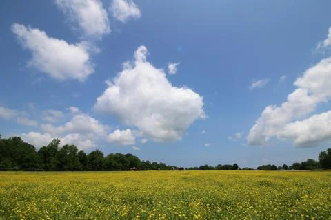 Meadow Stock Photos