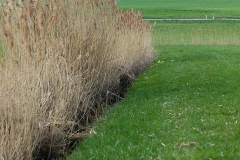 Meadow Stock Photos