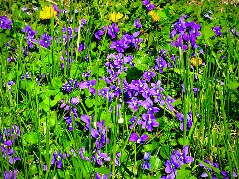 In the Meadow Stock Photos