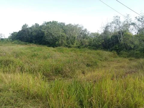 Meadow Stock Photos