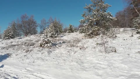 Meadow with pine trees covered with snow in winter Stock Footage 146151933