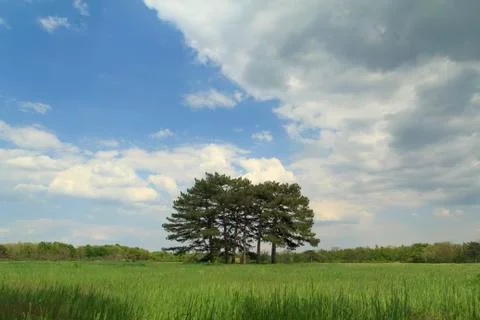 Meadow with pines Фото