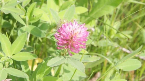 Meadow pink clover in drops of dew. Trifolium pratense Stock Footage 77287530