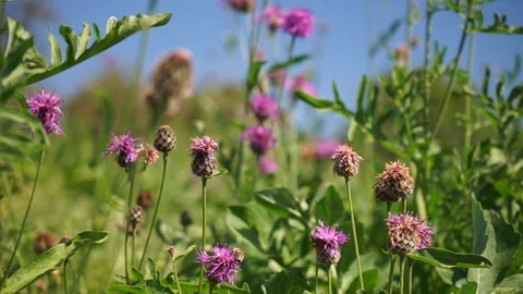 Meadow with pink flowers blowing in the wind Stock Footage 116467064