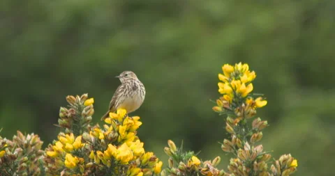 Meadow Pipit bird singing from yellow gorse bush perch slow motion Stock Footage 190042155