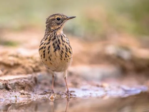 Meadow pipit on bright background Stock Photos