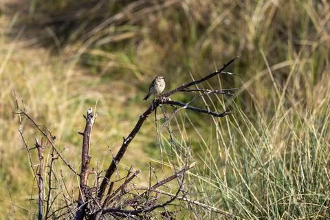 A meadow pipit perches on a bare branch against sunlit dune grasses Stock Photos