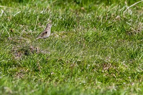 Meadow Pipit Stock Photos