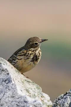 Meadow Pipit Stock Photos