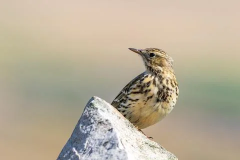 Meadow Pipit Stock Photos