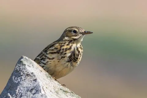 Meadow Pipit Stock Photos