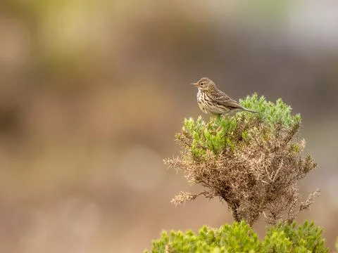 Meadow Pipit Foto stock