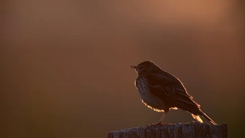 Meadow pipit singing from the post fence, summer Stock Footage 80979000