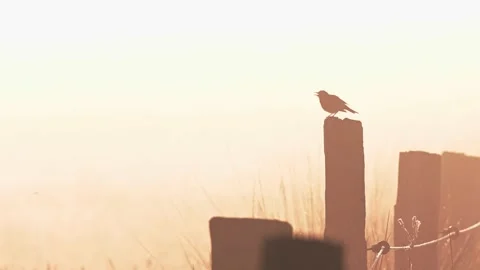 Meadow pipit singing from the post fence, summer Video stock 162393290