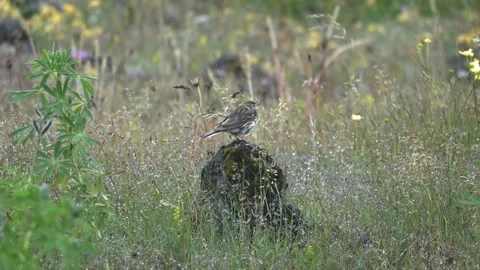 Meadow Pipit Standing on a Mossy Rock in an Icelandic Field Stock Footage 339968822