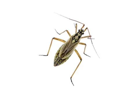 Meadow plant bug on a white background Foto stock